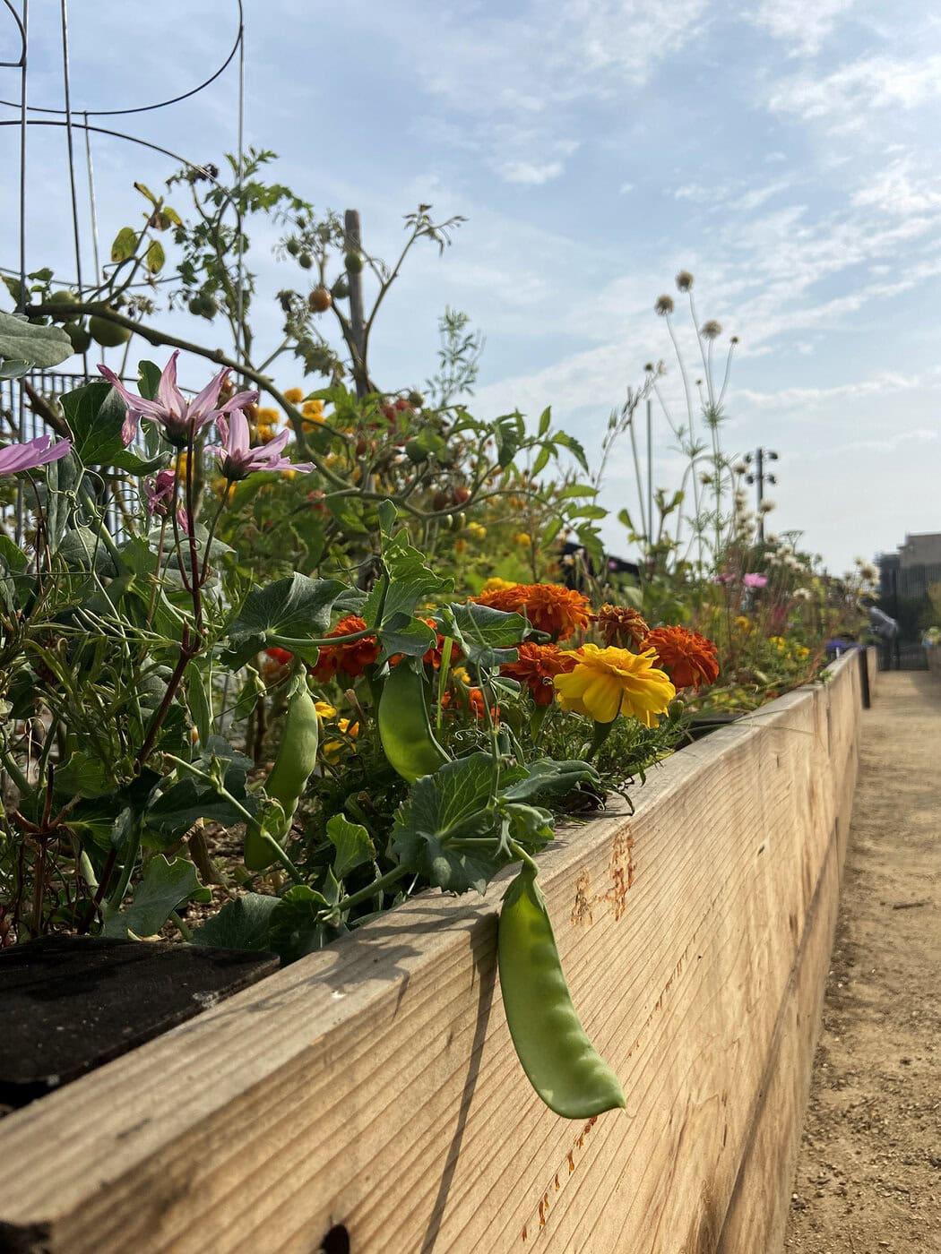 Community Garden