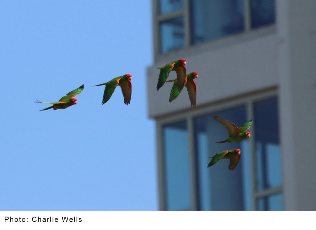 Birds 2